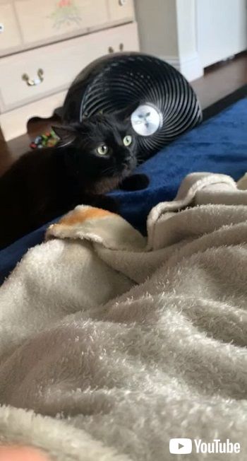 黒猫と茶トラ猫