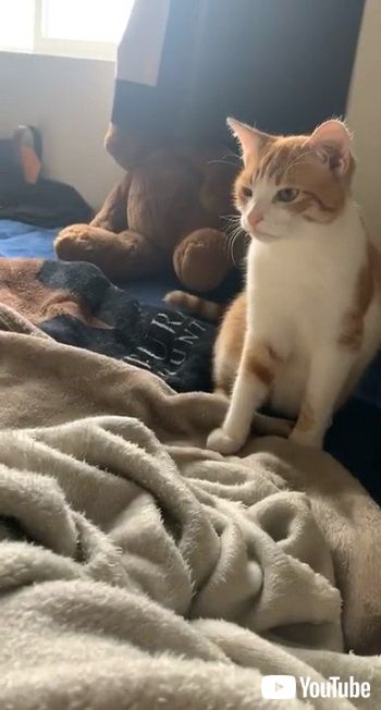 黒猫と茶トラ猫