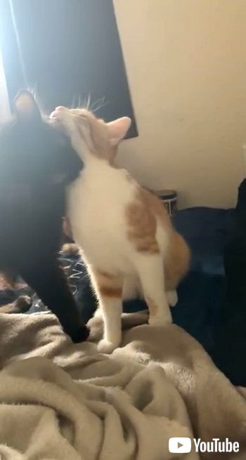 黒猫と茶トラ猫