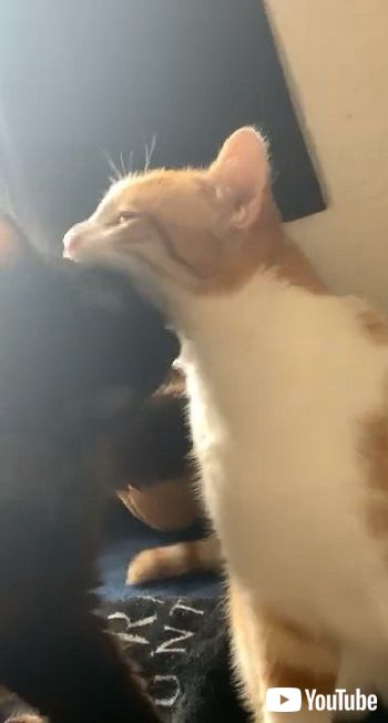 黒猫と茶トラ猫