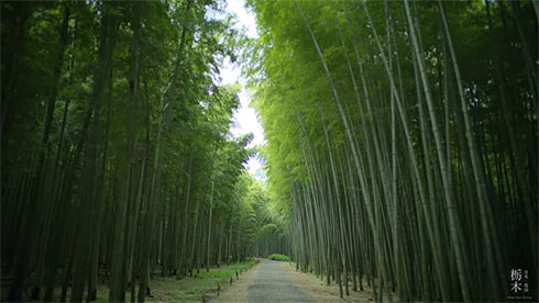 若竹の杜 若山農場