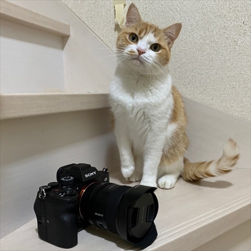 マンチカンズと仲間たち