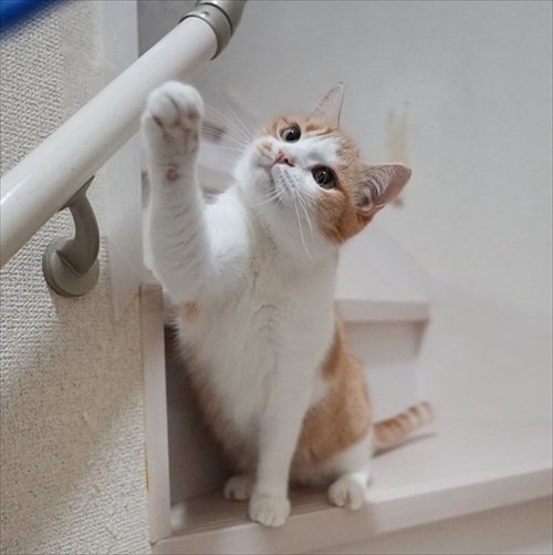 マンチカンズと仲間たち