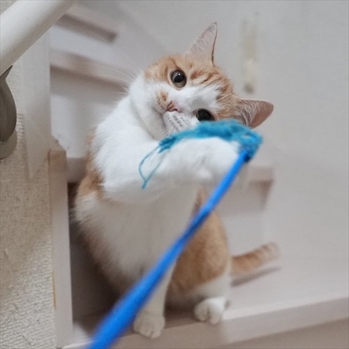 マンチカンズと仲間たち