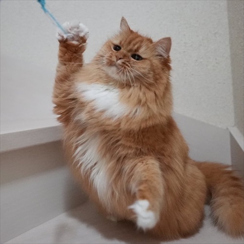 マンチカンズと仲間たち