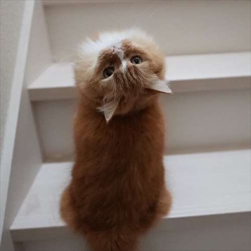 マンチカンズと仲間たち