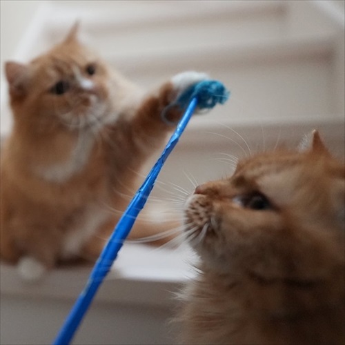 マンチカンズと仲間たち