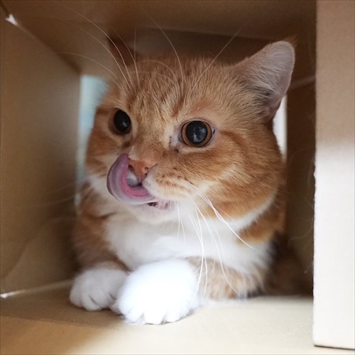 マンチカンズと仲間たち