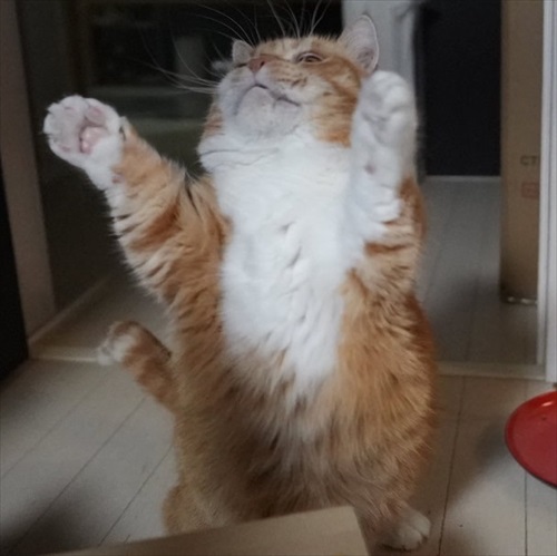 マンチカンズと仲間たち