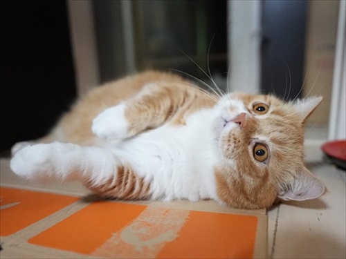 マンチカンズと仲間たち