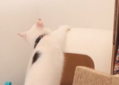 猫飼い初心者への洗礼実写