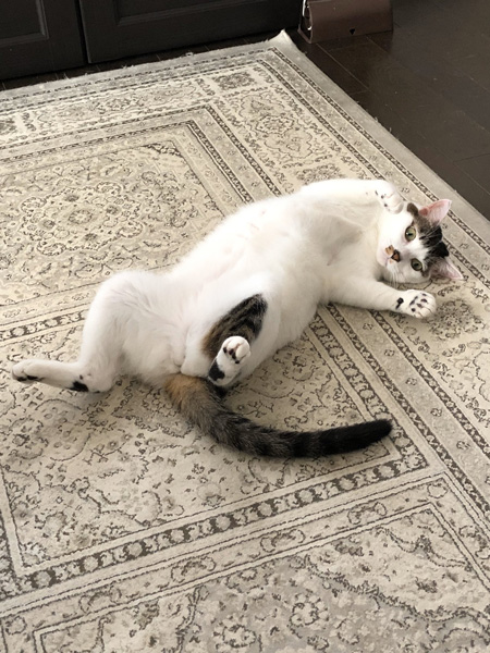 へそ天まるまるちゃん