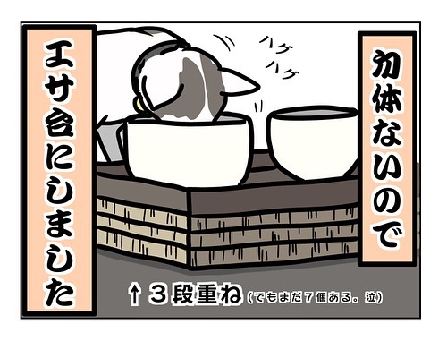 猫飼い初心者への洗礼4