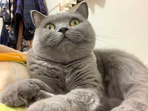 ほっぺ こぼれおちそう 猫 あふれる プニプニ かわいい 寝顔