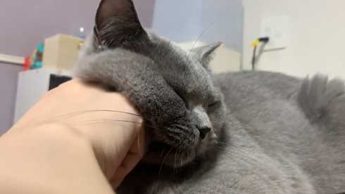 ほっぺ こぼれおちそう 猫 あふれる プニプニ かわいい 寝顔