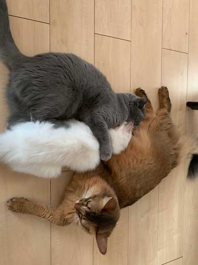 ほっぺ こぼれおちそう 猫 あふれる プニプニ かわいい 寝顔