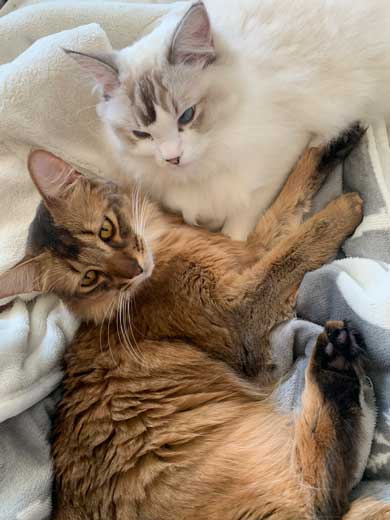 ほっぺ こぼれおちそう 猫 あふれる プニプニ かわいい 寝顔