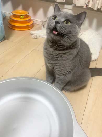 ほっぺ こぼれおちそう 猫 あふれる プニプニ かわいい 寝顔