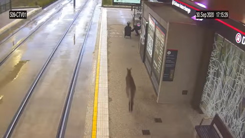 路面電車 カンガルー 駆け込み