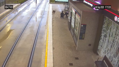 路面電車 カンガルー 駆け込み