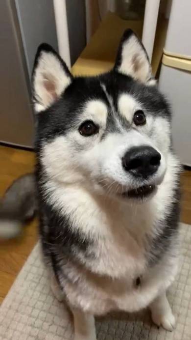 犬