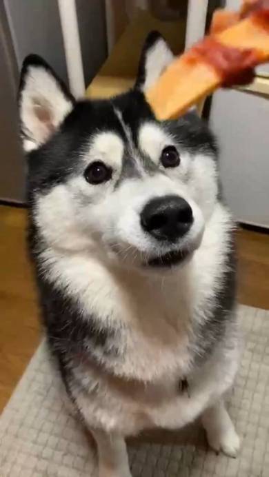 シベリアンハスキー ルドルフ＆イリーナ オヤツ