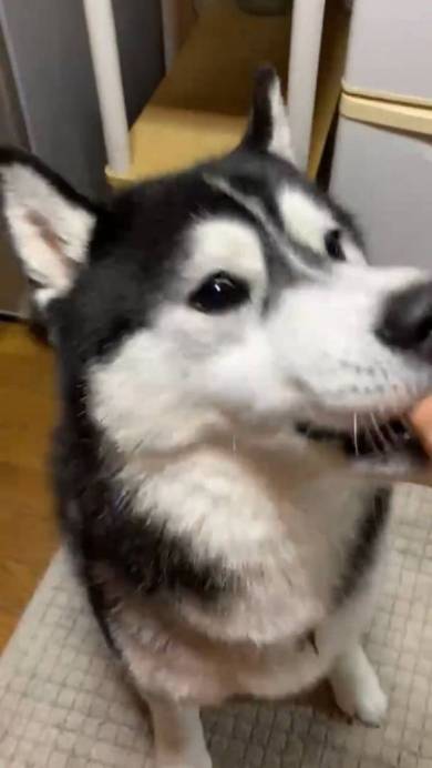 シベリアンハスキー ルドルフ＆イリーナ オヤツ