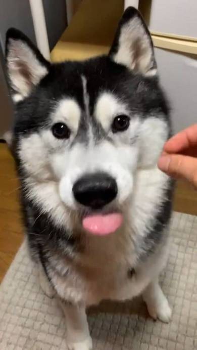 シベリアンハスキー ルドルフ＆イリーナ オヤツ