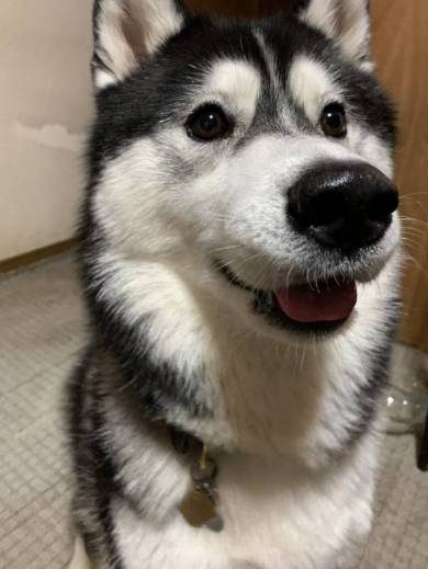 シベリアンハスキー ルドルフ＆イリーナ オヤツ