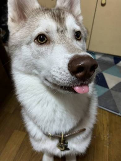 シベリアンハスキー ルドルフ＆イリーナ オヤツ