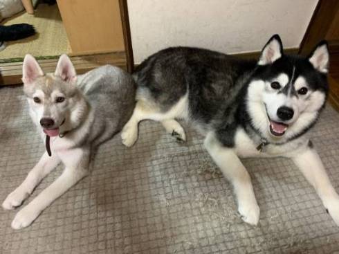 シベリアンハスキー ルドルフ＆イリーナ オヤツ