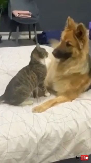 Cat Beats Up Dog