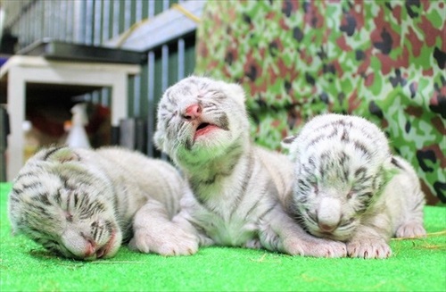 伊豆アニマルキングダム　ホワイトタイガー