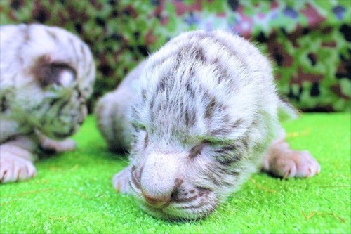 伊豆アニマルキングダム　ホワイトタイガー