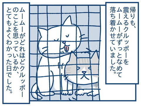 「猫のきょうだい愛の話」