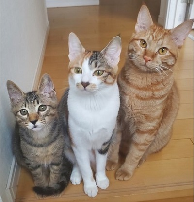 ペット手帳 ベストショット
