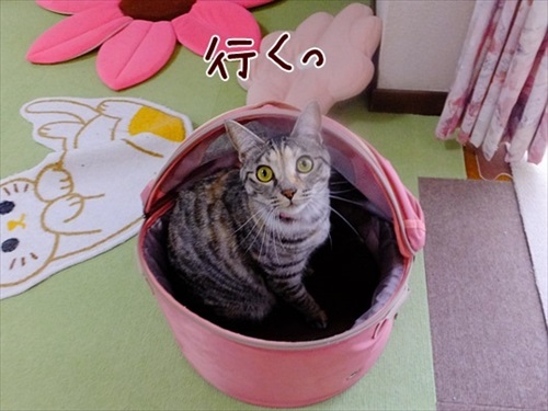 柴犬ひかりといちごと猫ミルキーときらら