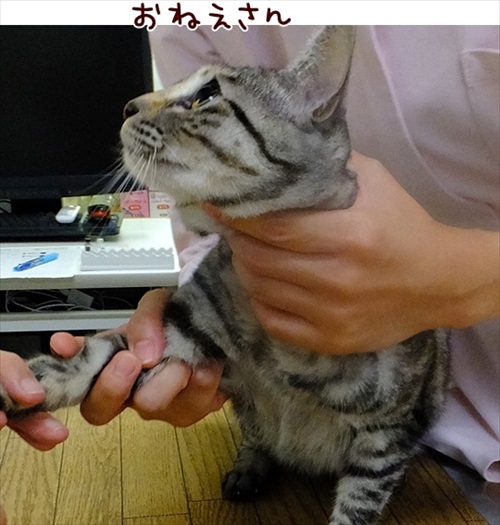 柴犬ひかりといちごと猫ミルキーときらら
