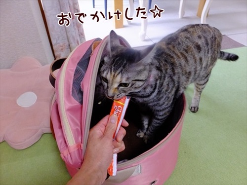 柴犬ひかりといちごと猫ミルキーときらら