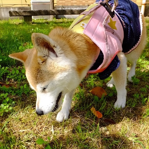 柴犬ひかりといちごと猫ミルキーときらら