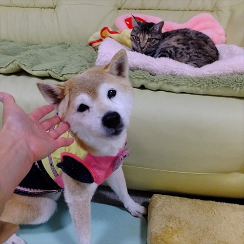 柴犬ひかりといちごと猫ミルキーときらら