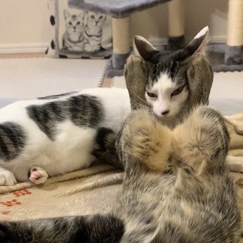 「挟むのヤメロ」な猫ちゃん