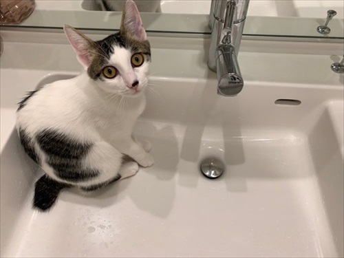 「挟むのヤメロ」な猫ちゃん