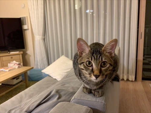 「挟むのヤメロ」な猫ちゃん