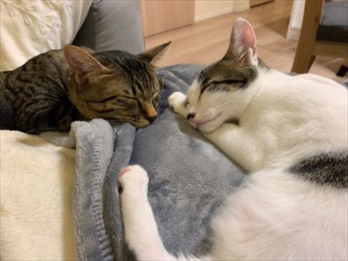 「挟むのヤメロ」な猫ちゃん