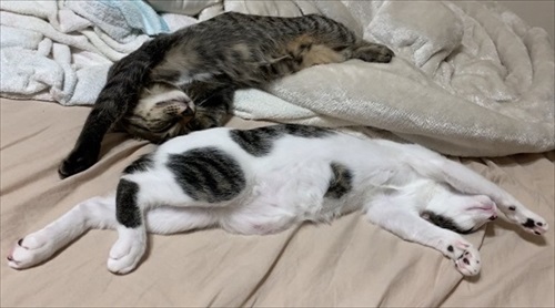 「挟むのヤメロ」な猫ちゃん