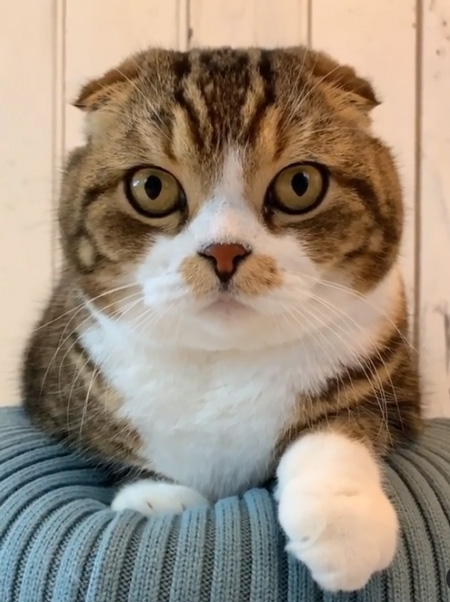 クッションに乗るウズラちゃん