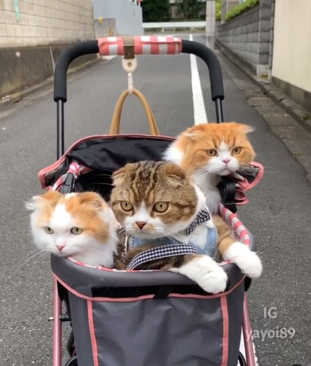 カートに乗る3匹