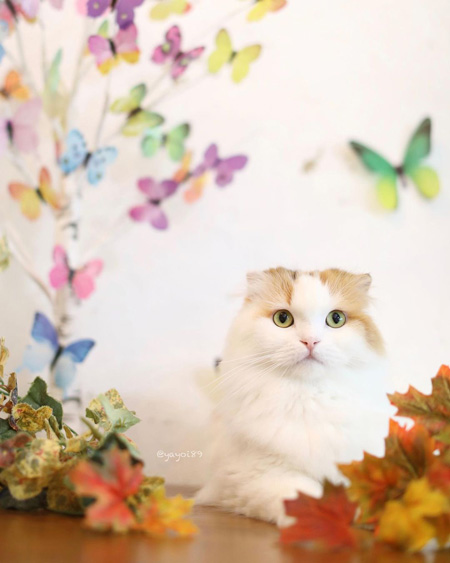 メルヘンイクラちゃん