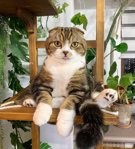 ご飯まちうずらちゃん